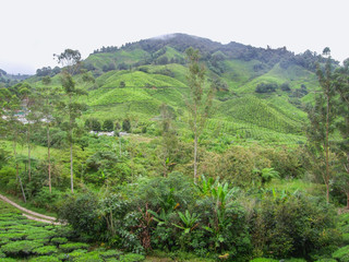 Fototapeta na wymiar Tea plantation in Malaysia