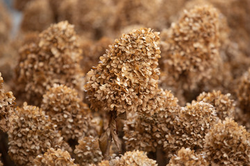 Beautiful dried plants close up