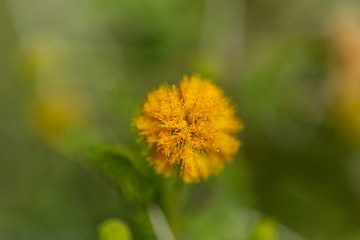 Yellow filaments flower