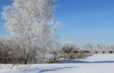 Birch covered with frost among the bushes.