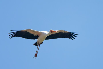 Yellow-billed Stork, (Mycteria ibis) flying, Lake Naivasha, Kenya.