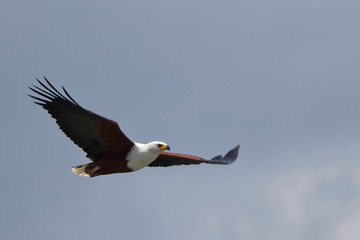 African Fish Eagle (Haliaeetus vocifer) adult in flight, Lake Naivasha, Kenya.