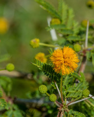 Yellow filaments flower in thorny plant