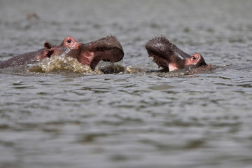 Two Hippopotamus (Hippopotamus amphibius) in Lake Naivasha, Kenya.
