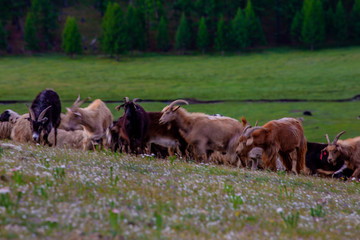 Mongolie animaux de la steppe