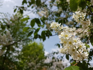White cherry blossoms. Spring awakening of nature in the sunlight. Pollination of fruit plants. Joyful mood. Green spaces of urban landscape design. Bees collecting honey and nectar