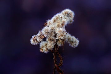 Dry fluffy autumn flowers, close up, blue blurred background