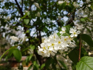 White cherry blossoms. Spring awakening of nature in the sunlight. Pollination of fruit plants. Joyful mood. Green spaces of urban landscape design. Bees collecting honey and nectar