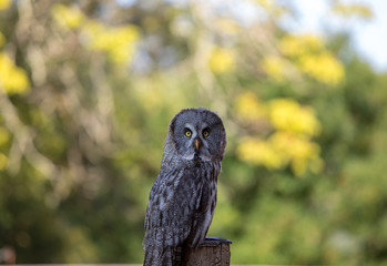 Great grey owl (Strix nebulosa). Night birds of prey