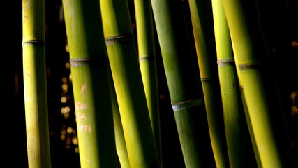 light shining on green bamboo sticks