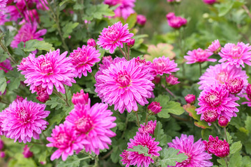 Fresh bright chrysanthemums. Japanese, korean style. Background for a beautiful greeting card. Autumn flowers in the garden. Flowering pink chrysanthemums