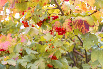Red viburnum branch in the garden. Viburnum (viburnum opulus) berries and leaves outdoor in autumn...