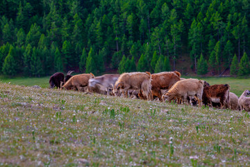 Mongolie animaux de la steppe
