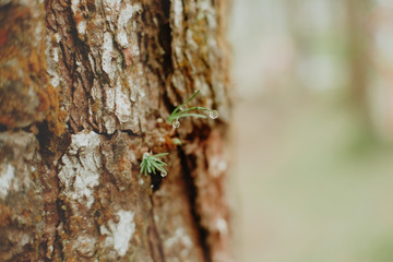 growing pine neddles foliage . selective focus
