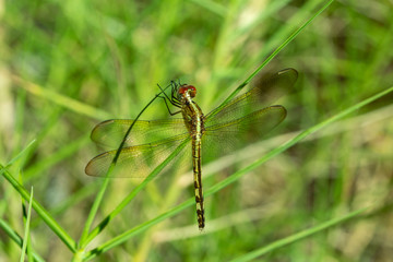 yellow dragonfly on rgass