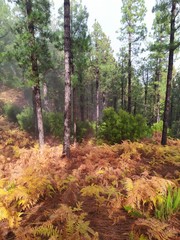 Beautiful autumn in the forest at La Palma