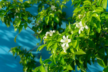 Prettyl white pitals of Orange Jessamine on green leaf background under sunlight, tropical planting know as Andaman satinwood, China box tree and cosmatic bark, fragrant plant for perfume product