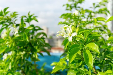 Obraz na płótnie Canvas Prettyl white pitals of Orange Jessamine on green leaf background under sunlight, tropical planting know as Andaman satinwood, China box tree and cosmatic bark, fragrant plant for perfume product