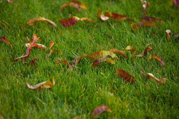 Autumn leaves fallen on green grass field