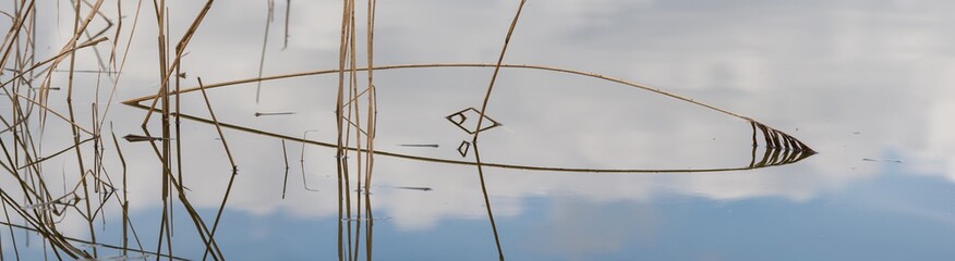 stems of reed with reflections in the water panorama