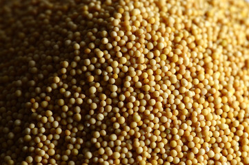 Yellow Mustard Seeds as a background texture