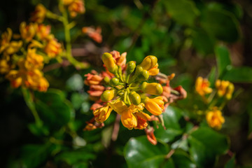 tropical yellow flower