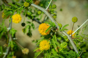 Yellow filaments flower hanging on plant