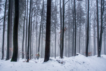 forest path under snow in mountains with fog, with spruce forest, Beskydy mountains