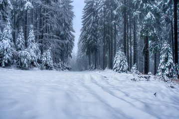forest path under snow in mountains with fog, with spruce forest, Beskydy mountains