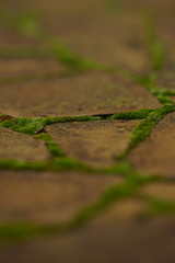 Brown wild stone pavement with green moss in the seams.