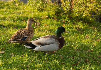 colverts canard palmipède en balade sur le bord de la berge de l'étang