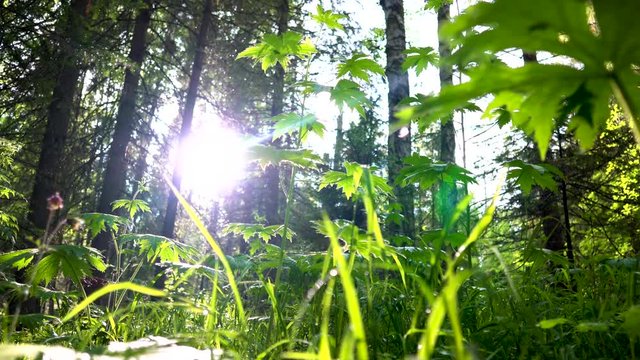 Close up of green plants with small leaves against bright sunlight shining through the trees. Stock footage. Natural floral background in sunlight.