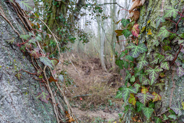 Hedera helix. Primer plano de plantas con hojas de hiedra trepando por troncos de chopo. Especie invasora.