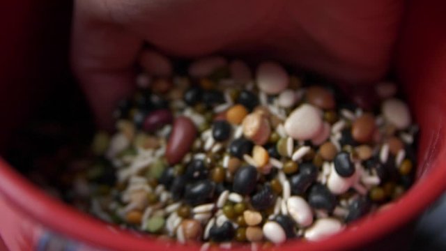 picking up a handful of corn, grain, and bean mixture and letting them roll of the fingers.