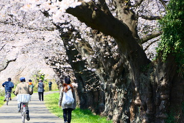 白石川一目千本桜。大河原、宮城、日本。４月中旬。