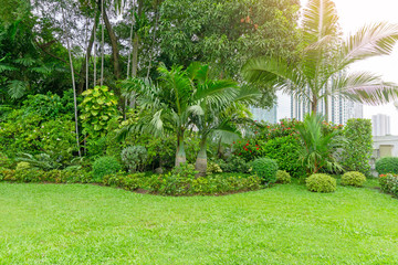 Fresh green grass smooth lawn as a carpet with curve form of bush, trees in a backyard, building on background, good mainternance lanscapes in a luxury house's garden under morning sunlight