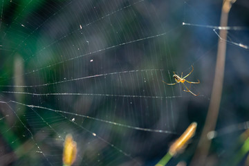 spider weaving web 