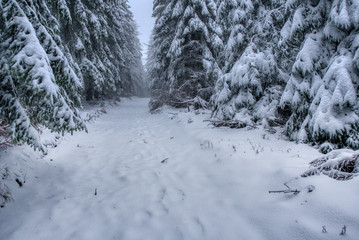 hiking path under snow in mountains with fog, with spruce forest, Beskydy mountains