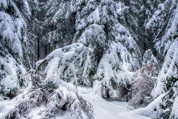 Fototapeta na wymiar beautifully snowy spruce trees in the mountains