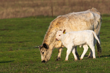 Obraz premium Grasende Kuh mit Kalb