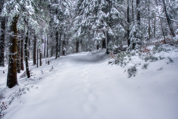 hiking path under snow in mountains with fog, with spruce forest, Beskydy mountains