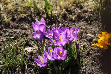 Blooming crocuses on a background of green grass. Spring awakening of nature in the sunlight. Pollination of fruit plants. Joyful mood. Green spaces of urban landscape design. Picking saffron