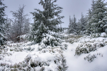 beautifully snowy spruce trees in the mountains