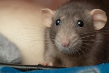 Fototapeta na wymiar funny curious pet rat close-up