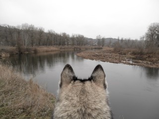 The wolf looks from the cliff to the river. Close-up rear view. Autumn / winter landscape