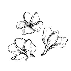 Hand drawing Set of Plumeria flowers. Outline sketch. Isolated Tropical Flowers on the white background. Vector. Frangipani