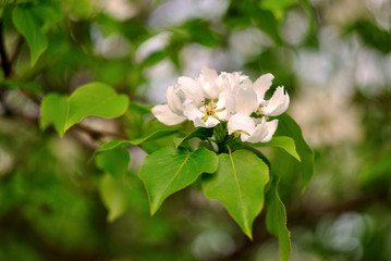 Obraz na płótnie Canvas Spring flowering fruit trees, Apple trees.