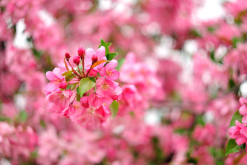 Spring flowering fruit trees, Apple trees.