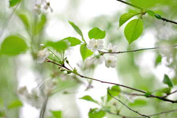 The spring blooming of fruit trees, cherry.