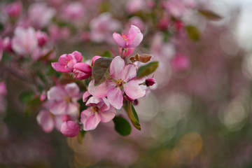 Naklejka na ściany i meble Spring flowering fruit trees, Apple trees.